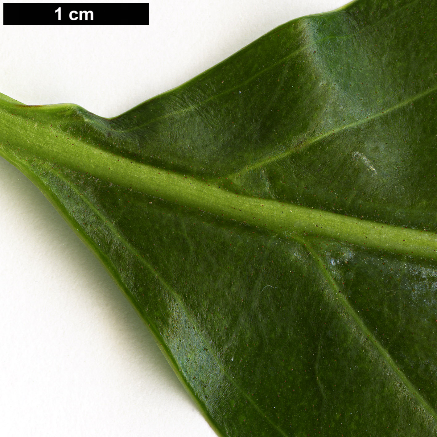 High resolution image: Family: Adoxaceae - Genus: Viburnum - Taxon: odoratissimum - SpeciesSub: var. arboricola 